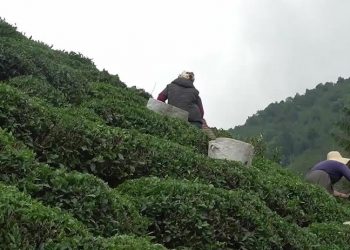 Rizeli çay üreticisi: Erdoğan Karadenizlidir ama bize çok gıcık