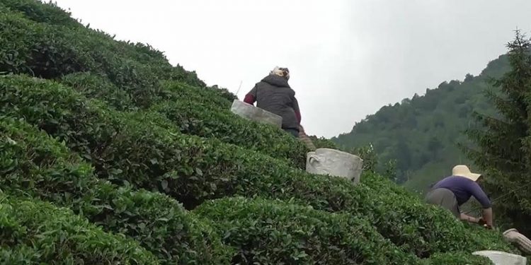 Rizeli çay üreticisi: Erdoğan Karadenizlidir ama bize çok gıcık