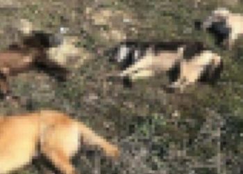 Sakarya’da 5 sokak köpeği ölü bulundu; zehirlendikleri iddia edildi