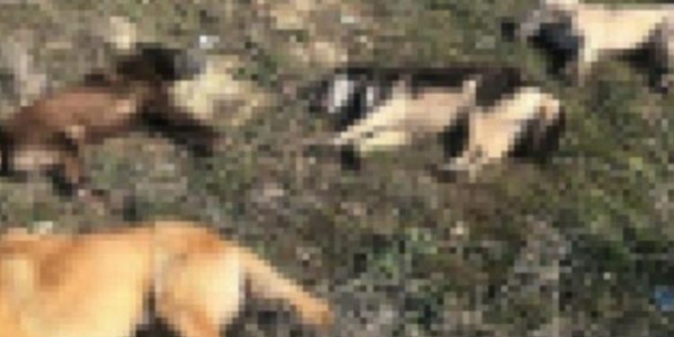 Sakarya’da 5 sokak köpeği ölü bulundu; zehirlendikleri iddia edildi