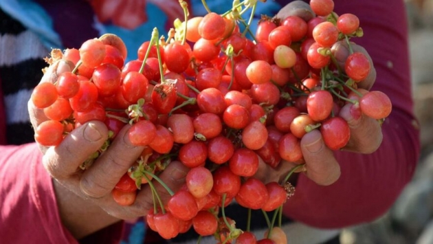 Sezonun ilk hasadı yapıldı, kilosu 700 liradan satıldı