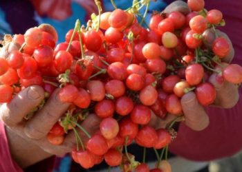 Sezonun ilk hasadı yapıldı, kilosu 700 liradan satıldı