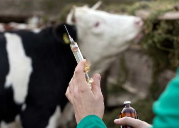 Skandal: Sığırlara yapılan zorunlu aşıya virüs karıştı, bakanlık rezaleti gizliyor