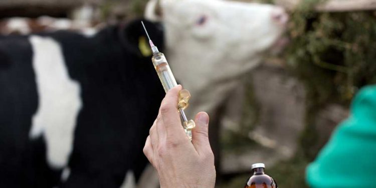 Skandal: Sığırlara yapılan zorunlu aşıya virüs karıştı, bakanlık rezaleti gizliyor