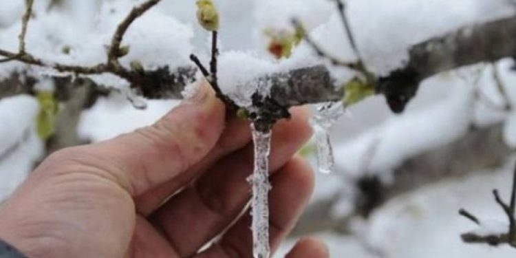TZOB Genel Başkanı: Zirai don yüksek hasar oluşturdu; üretici borçlarını erteleyin