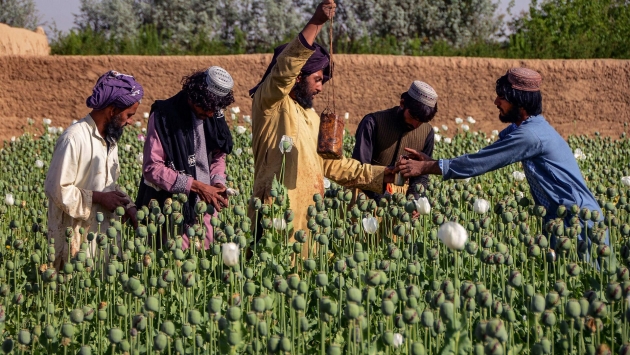 Taliban, haşhaş ekimini yasakladı