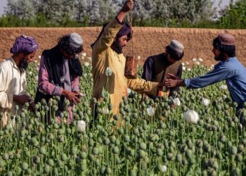 Taliban, haşhaş ekimini yasakladı