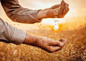 Tarlada ‘alarm zilleri’ çalıyor: Gübresiz ürün büyümedi, buğday ve samanda kayıp bekleniyor