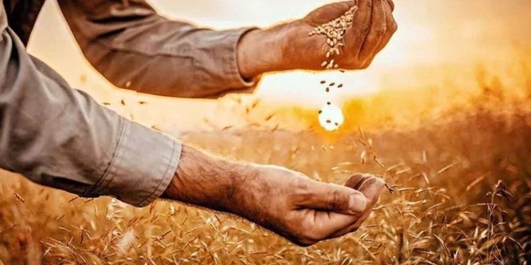 Tarlada ‘alarm zilleri’ çalıyor: Gübresiz ürün büyümedi, buğday ve samanda kayıp bekleniyor