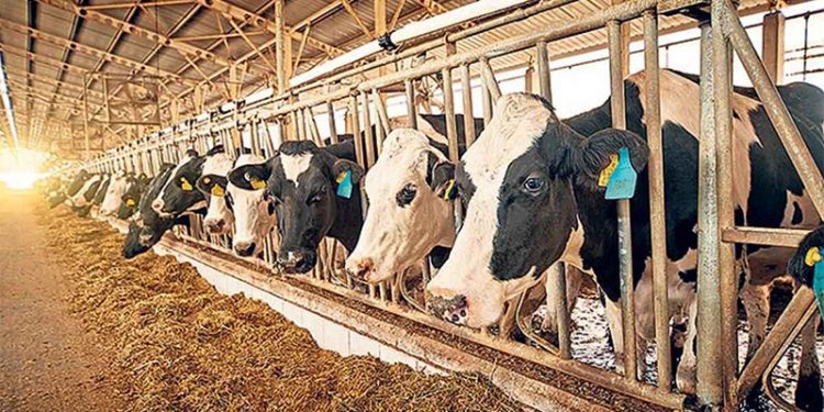 Tarım Kredi yem fiyatlarına bir zam daha yaptı