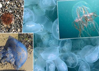 TÜDAV uyardı, işte tehlikeli denizanaları