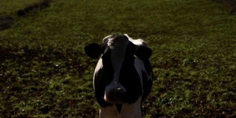 TÜİK: Şubat ayında toplanan süt miktarı yüzde 1,3, tavuk eti üretimi yüzde 13 arttı