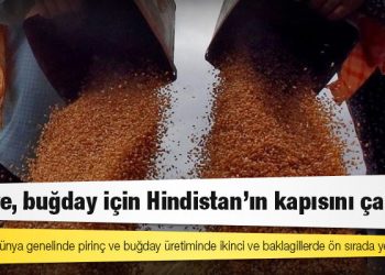 Türkiye, buğday için Hindistan'ın kapısını çalacak