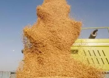 Ukrayna savaşı: Hindistan dünyayı besleyebilir mi?