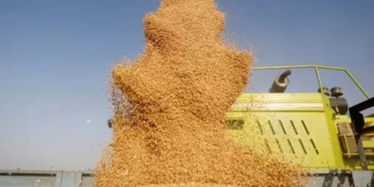 Ukrayna savaşı: Hindistan dünyayı besleyebilir mi?