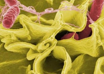 WHO (Dünya Sağlık Örgütü): 11 ülkeden 151 Salmonella vakası bildirildi