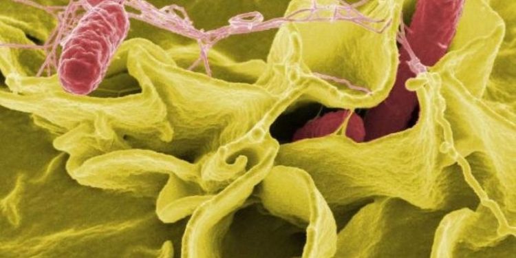 WHO (Dünya Sağlık Örgütü): 11 ülkeden 151 Salmonella vakası bildirildi