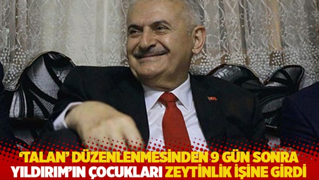 Yıldırım’ın çocukları ‘talan’ düzenlenmesinden 9 gün sonra zeytinlik işine girdi