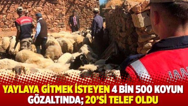 Yaylaya gitmek isteyen 4 bin 500 koyun gözaltında; 20’si telef oldu