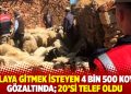 Yaylaya gitmek isteyen 4 bin 500 koyun gözaltında; 20’si telef oldu