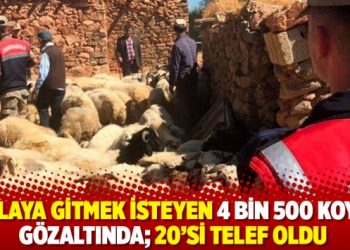 Yaylaya gitmek isteyen 4 bin 500 koyun g&ouml;zaltında; 20&rsquo;si telef oldu