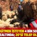 Yaylaya gitmek isteyen 4 bin 500 koyun gözaltında; 20’si telef oldu