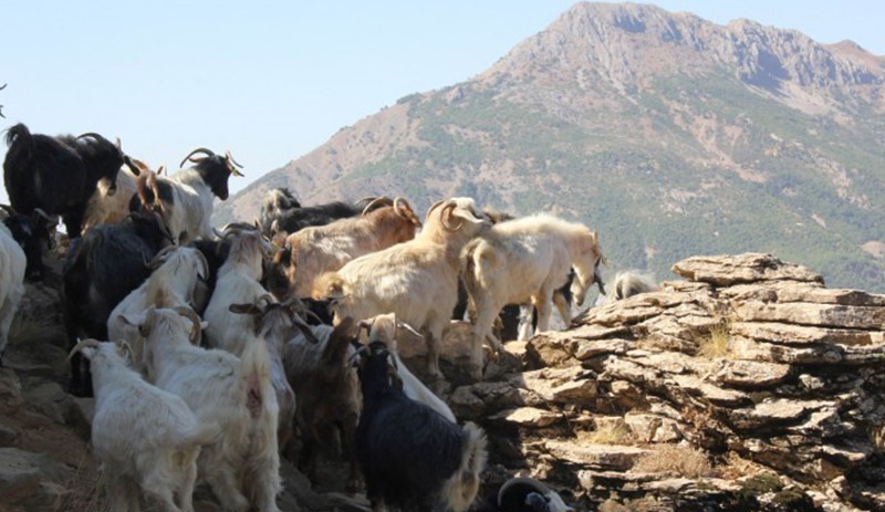 Yem fiyatlarına üçüncü zam geldi