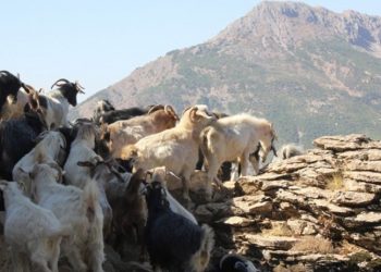 Yem fiyatlarına üçüncü zam geldi