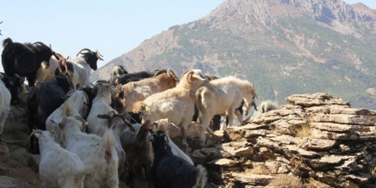 Yem fiyatlarına üçüncü zam geldi