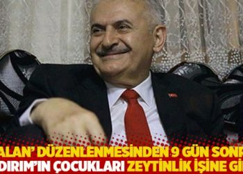 Yıldırım&rsquo;ın &ccedil;ocukları &lsquo;talan&rsquo; d&uuml;zenlenmesinden 9 g&uuml;n sonra zeytinlik işine girdi