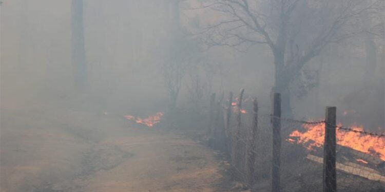 Çanakkale ve Bursa'da orman yangına müdahaleler sürüyor