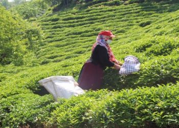 Çay hasadına günler kaldı ama ortada fiyat yok