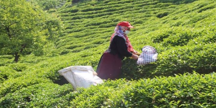 Çay hasadına günler kaldı ama ortada fiyat yok