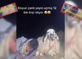 Çoban canlı yayında uyuya kaldı, 12 bin kişi koyunun geviş getirmesini izledi!