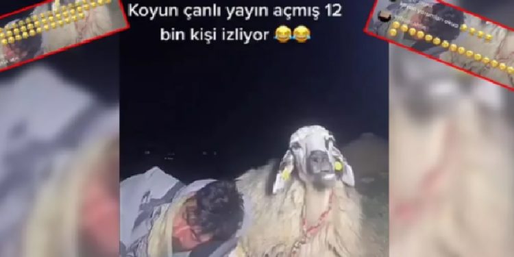 Çoban canlı yayında uyuya kaldı, 12 bin kişi koyunun geviş getirmesini izledi!