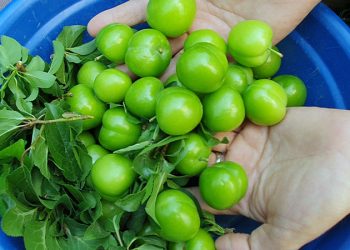 Üreticiler uyardı; meyvede rekolte düştü, fiyatlar artacak