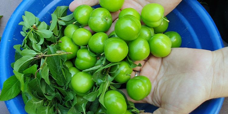 Üreticiler uyardı; meyvede rekolte düştü, fiyatlar artacak