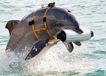 İddia: Rusya Sivastopol Limanı'nı eğitimli yunuslarla koruyor