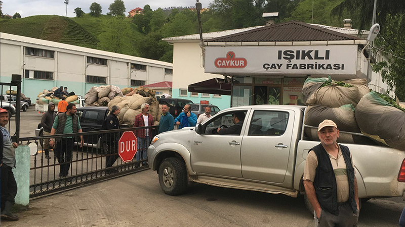 Çaykur kooperatifle anlaşamadı; çayı elinde kalan Rizeli üreticiler tepki gösterdi