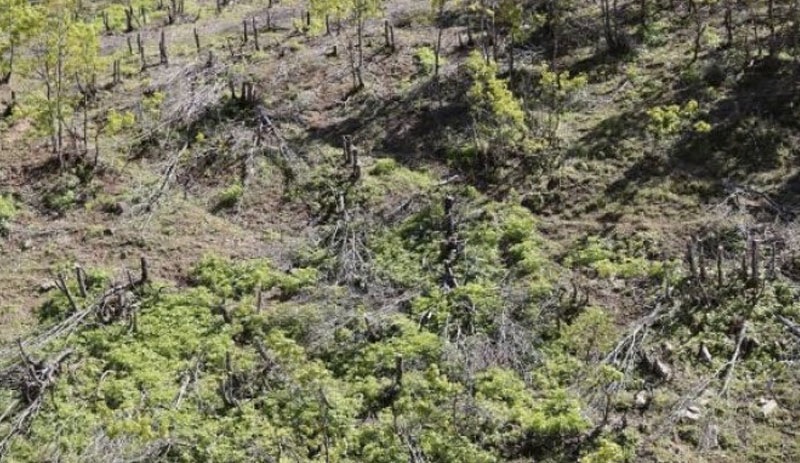 Şenyayla'da karakol inşası için ağaç kıyımı