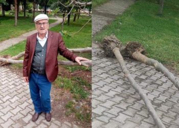 AKP’li belediye cami bahçesindeki ağaçları söktü