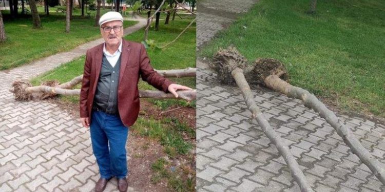 AKP’li belediye cami bahçesindeki ağaçları söktü