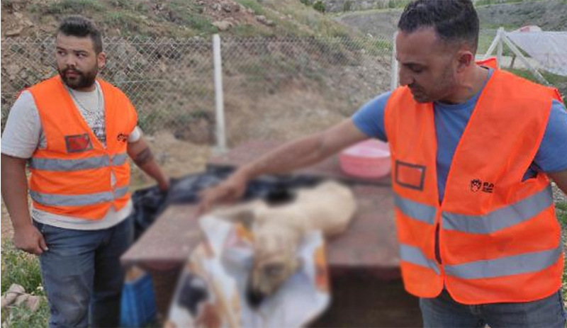 Ankara'da 9 köpek zehirlendi, 2'si öldü