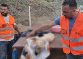 Ankara'da 9 köpek zehirlendi, 2'si öldü