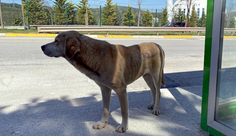 Anket: Sokak hayvanları değil, saldırgan köpekler tehlikeli