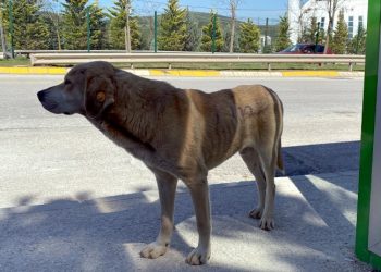 Anket: Sokak hayvanları değil, saldırgan köpekler tehlikeli