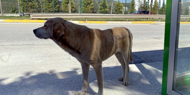 Anket: Sokak hayvanları değil, saldırgan köpekler tehlikeli