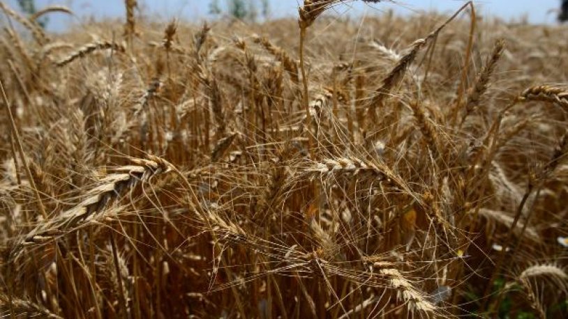 Bakanlıktan 'buğday' açıklaması: 'Hindistan'dan buğday almıyoruz, un ihracatında birinciyiz'