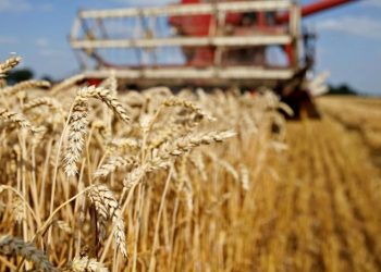 Bakanlık yalanlamıştı! Hindistan’dan ithal edilen buğdaylarda ‘Hint Sürmesi’ hastalığı çıktı