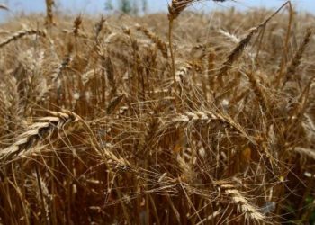 Bakanlıktan 'buğday' açıklaması: 'Hindistan'dan buğday almıyoruz, un ihracatında birinciyiz'